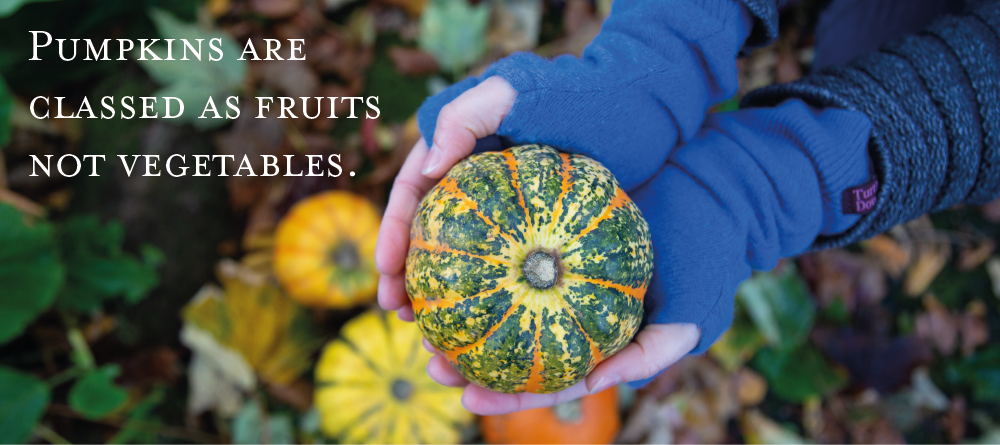 Pumpkins are classed as fruits not vegetables.