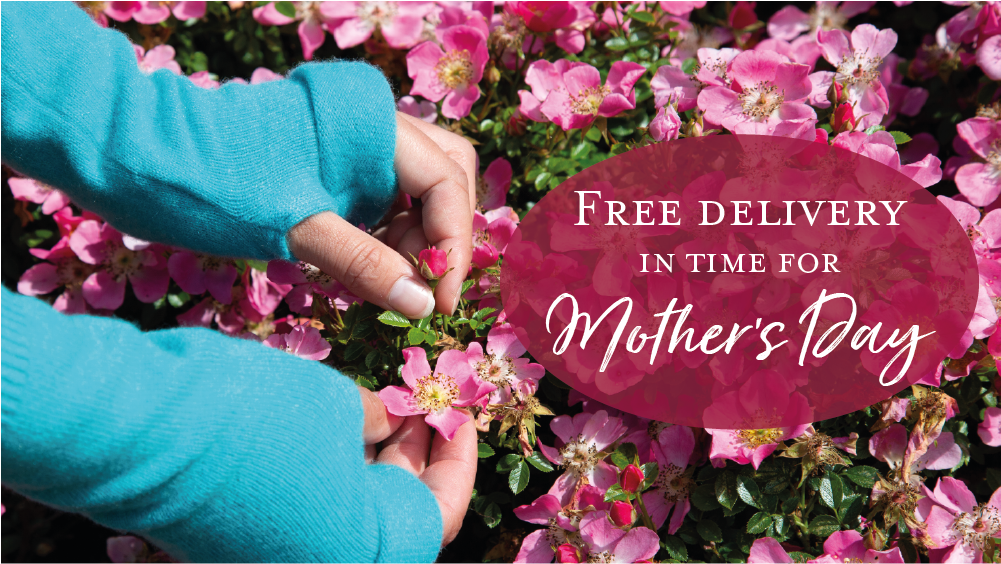 Free delivery in time for Mother's Day with code: FREEANDFAST