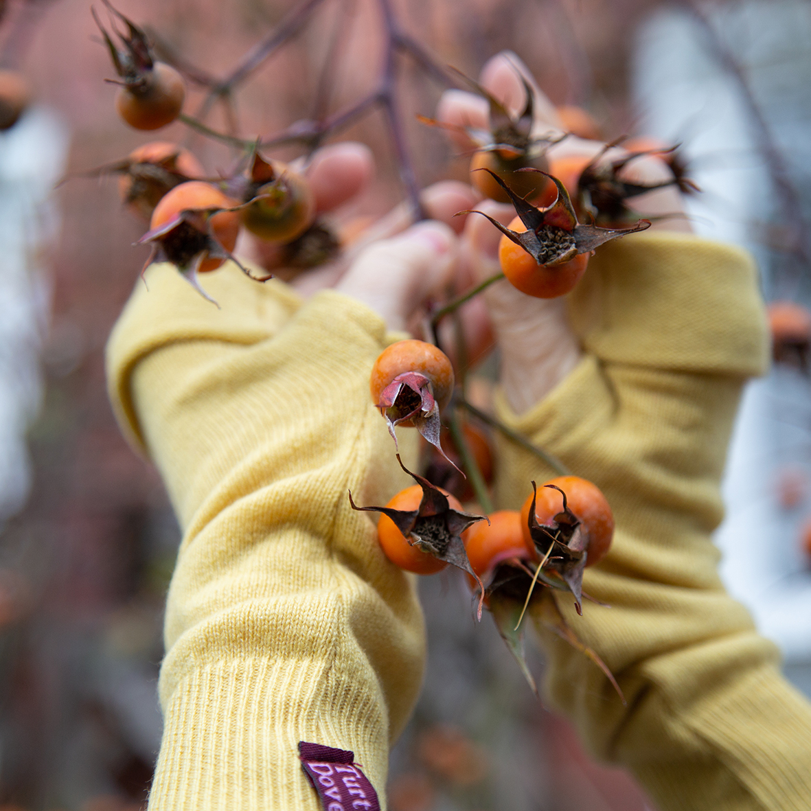 Daffodil Fingerless Gloves