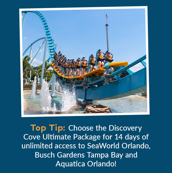 Top Tip: Choose the Discovery Cove Ultimate Package