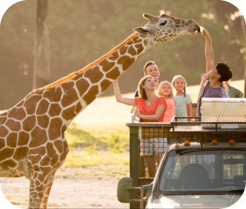 Serengeti Safari