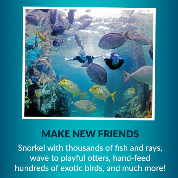 MAKE NEW FRIENDS