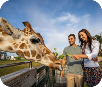 Serengeti Safari at Busch Gardens