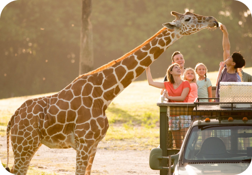 Serengeti Safari