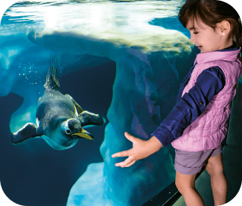 Loro Parque One Day Ticket