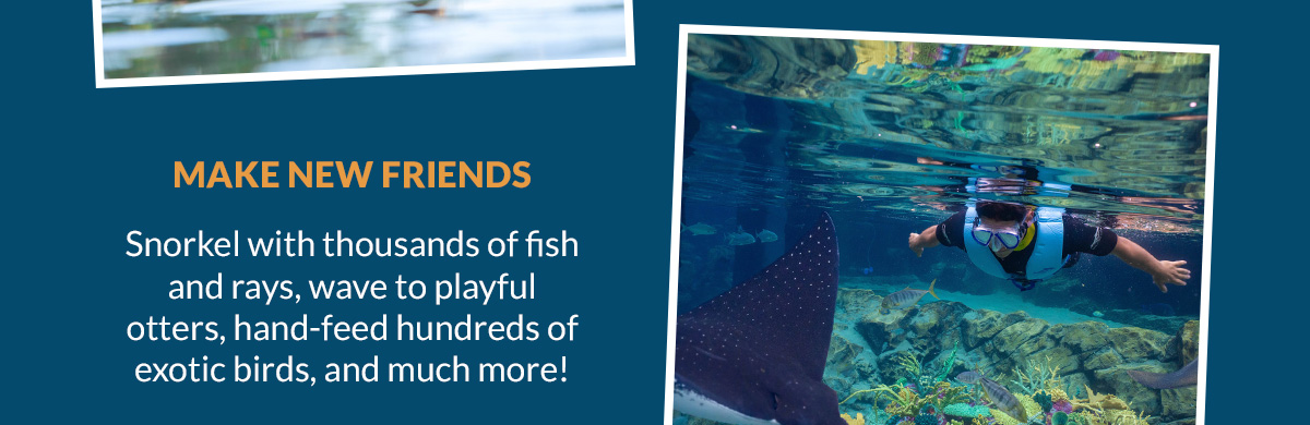 Make New Friends