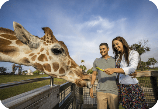 Serengeti Safari at Busch Gardens