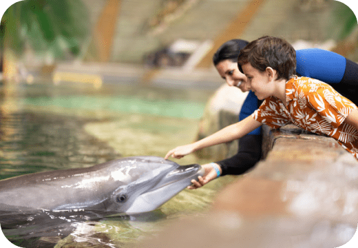 SeaWorld Orlando Dolphin Encounter