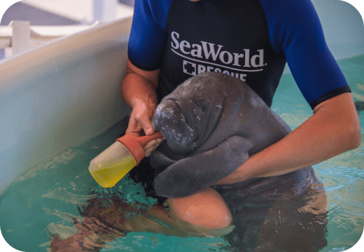 SeaWorld Orlando Rescue Tour