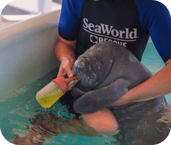 SeaWorld Orlando Rescue Tour