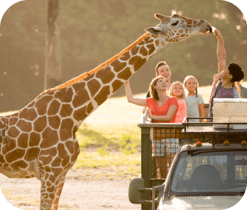 Serengeti Safari at Busch Gardens