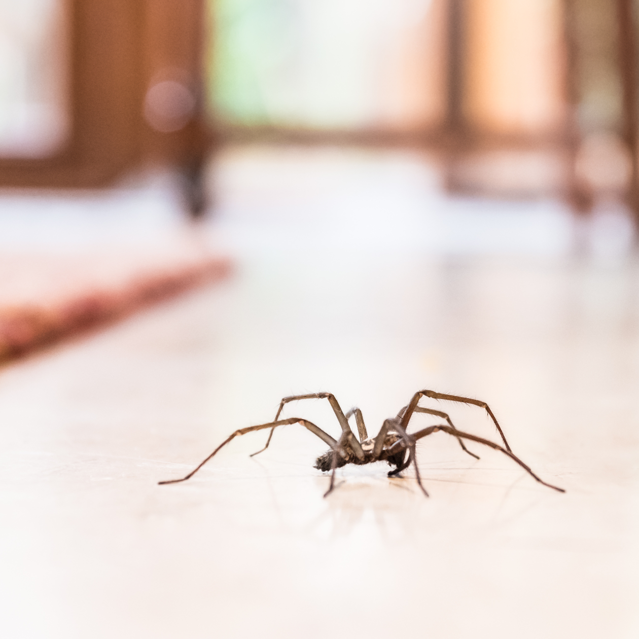 Keep Spiders Out Of Your Bedroom