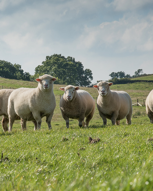Maker's stories - Wool