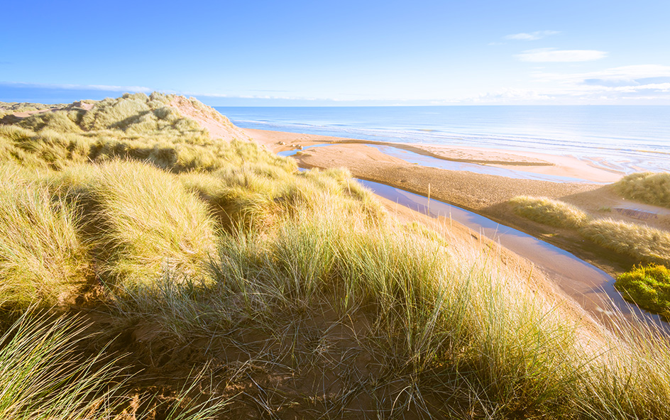 Sandy coast line with green straw grass.