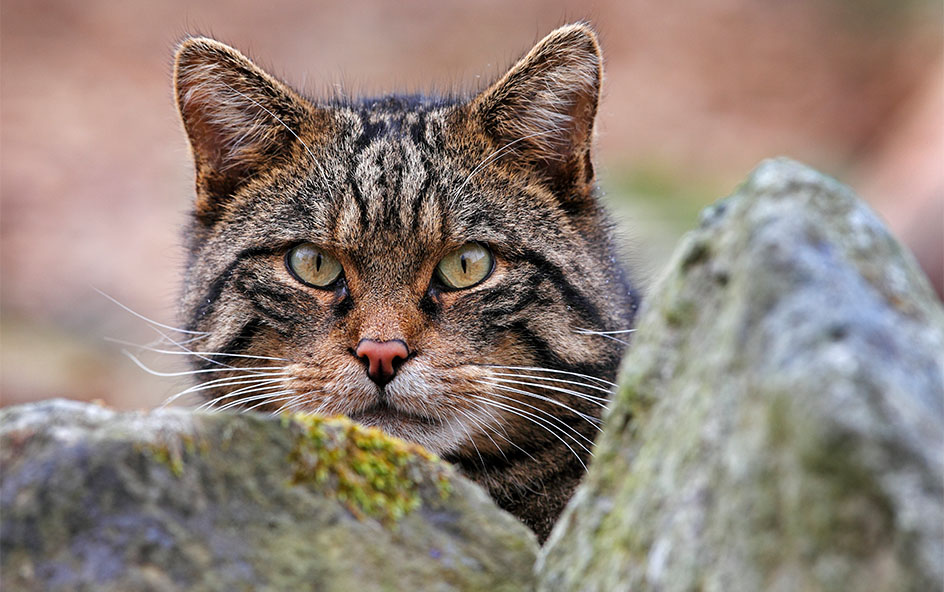 A Scottish wildcat peering over a stone wall