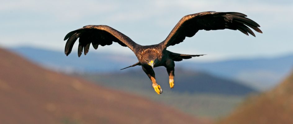 Golden Eagle in flight