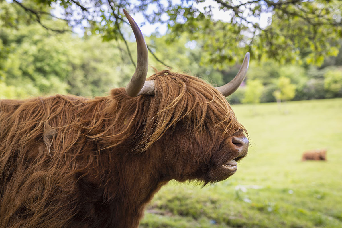 A highland cow