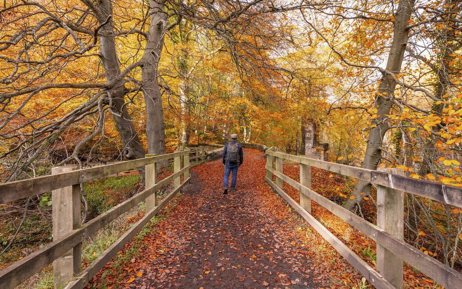 A person walking along a path lined with orange-leaved trees.
