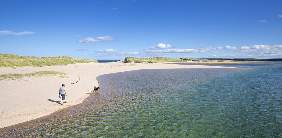 Dog enjoying sandy beach with clear water