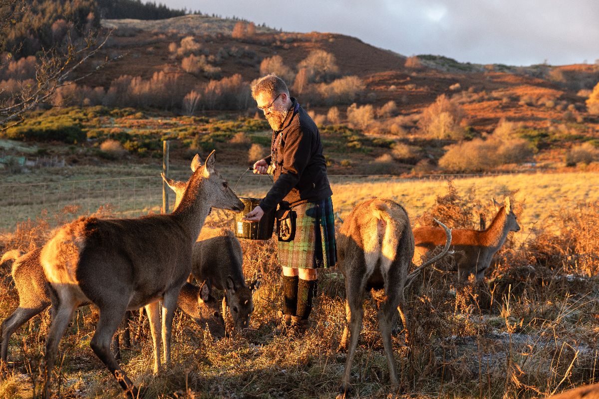 A person feeding deer in a field