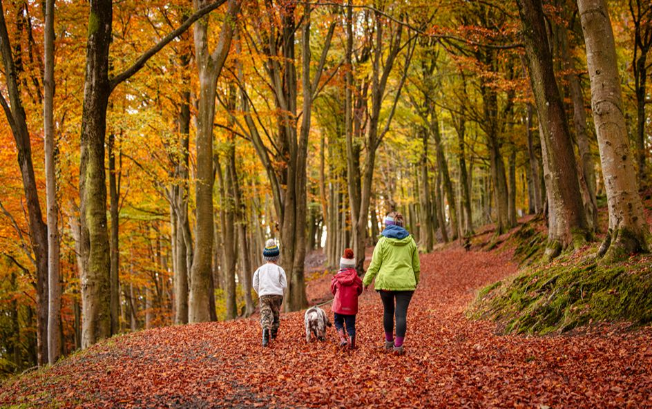 A family walking in woodlands in autumn