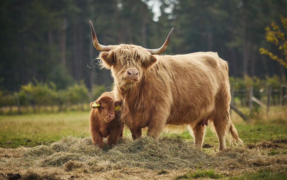 A mother Highland cow with her calf.