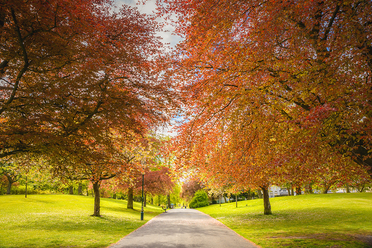 Park path with autumnal trees