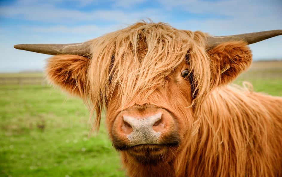 Close up of a Highland cow.
