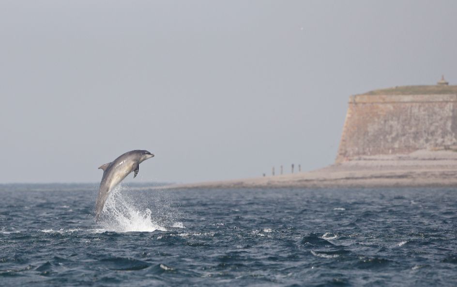 Dolphin leaping from sea with shore behind it.