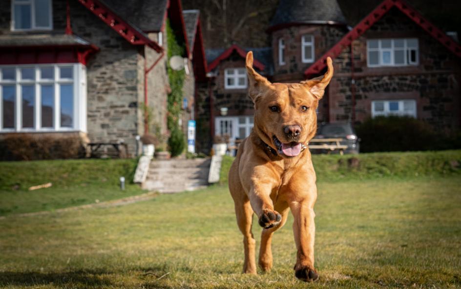 A dog bounding towards the camera, in front of a building.