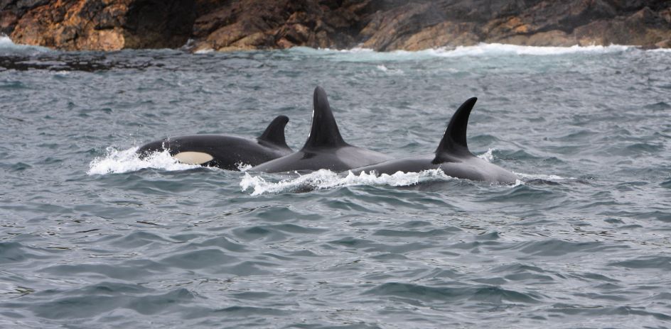 A group of orca whales swimming in the water