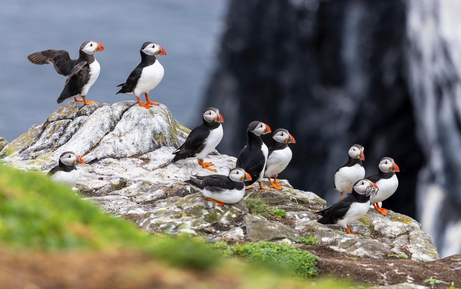 Puffins standing in a group on a cliff.