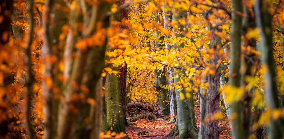 Bowmont Forest. © Visit Kelso