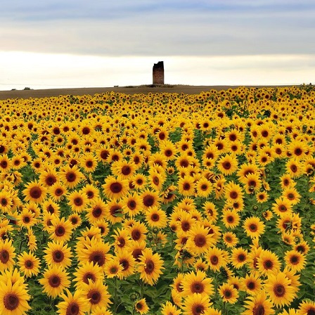 Sunflowers in at Balgone Estate, North Berwick© 