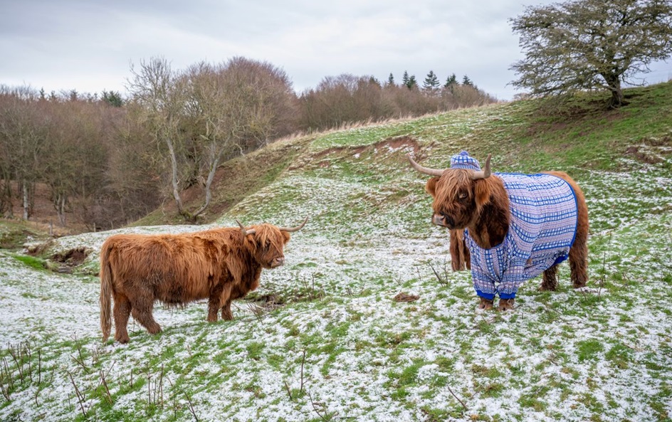 Coos in cardis PR campaign. © VisitScotland / Lesley Martin