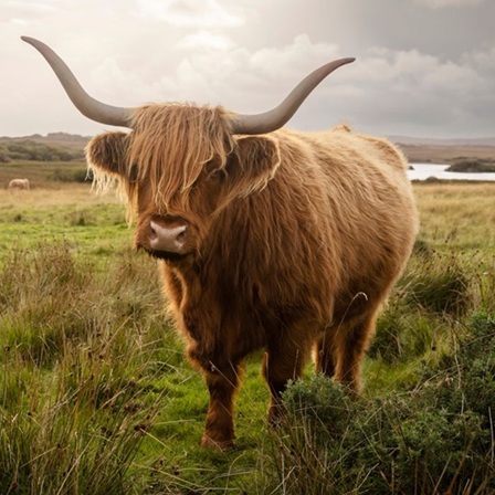 Highland cow in a field
