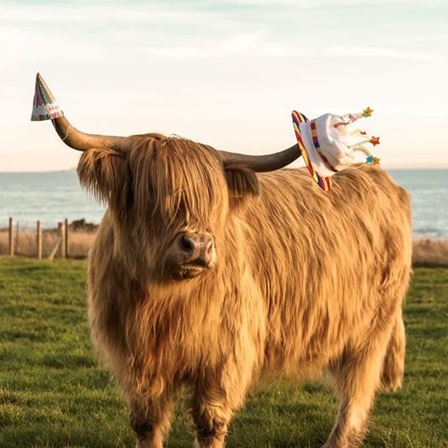 Martha the Coo from Clover Cottage near Crail. © John Murray