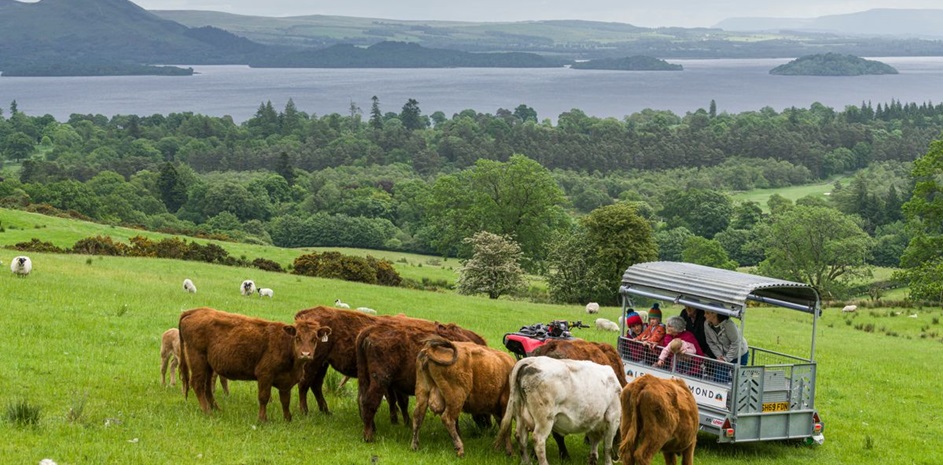 Lennox of Lomond Farm Tours. © Go Rural /  Craig Stephen