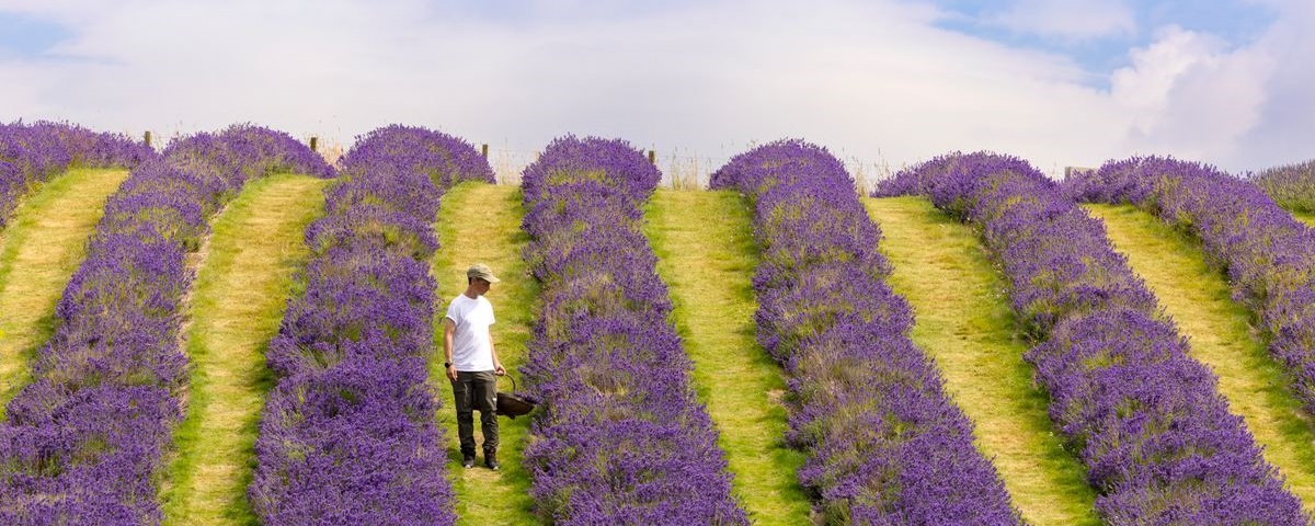 Scottish Lavender Oils, Perthshire. © VisitScotland / Kenny Lam 