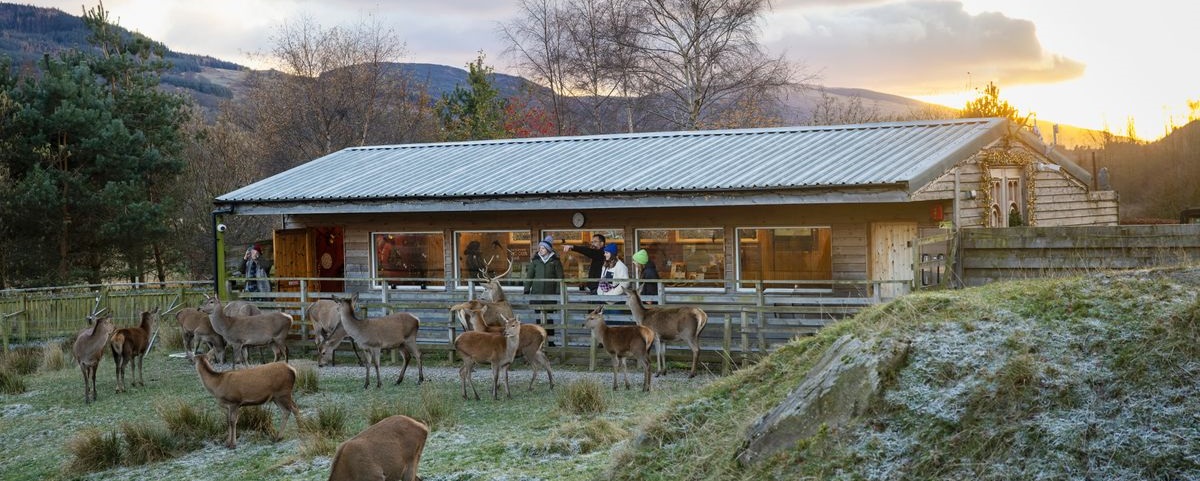 The Red Deer Experience offered by Highland Safaris in Aberfeldy, Perthshire. © VisitScotland / Kenny Lam