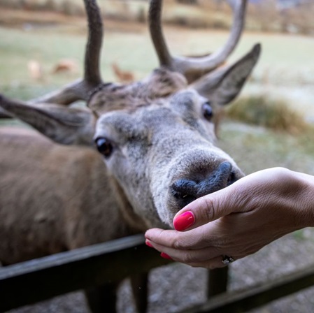 Red Deer Experience, Highland Safaris. © VisitScotland / Kenny Lam