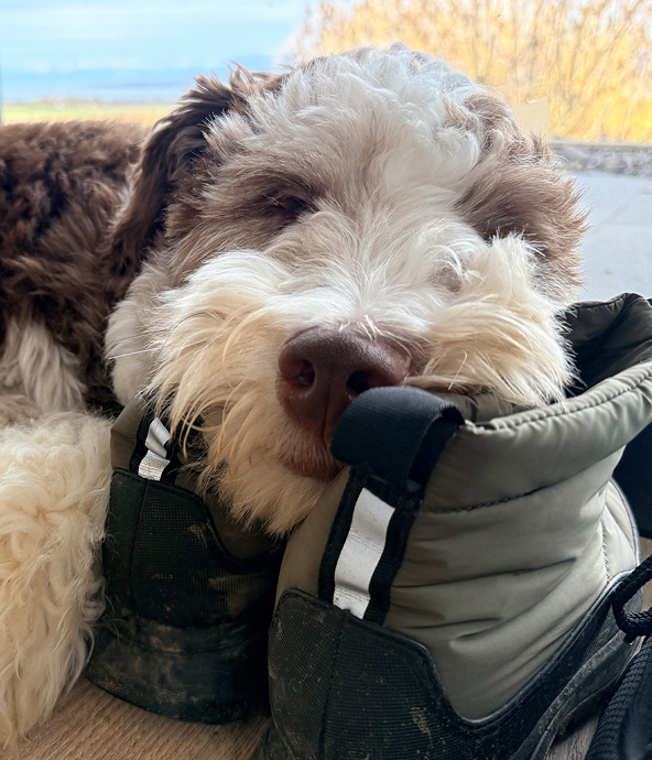 Instagram FitFlop X Pet Image