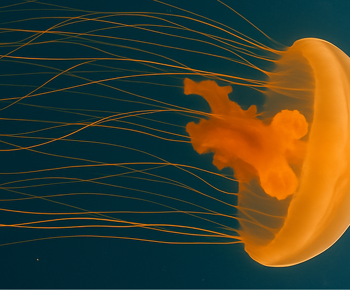 Age Like A Jellyfish Image