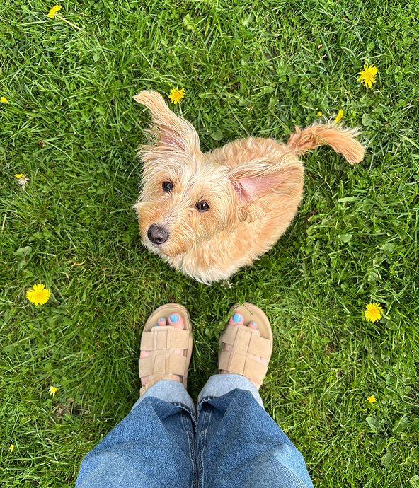 Instagram FitFlop X Pet Image