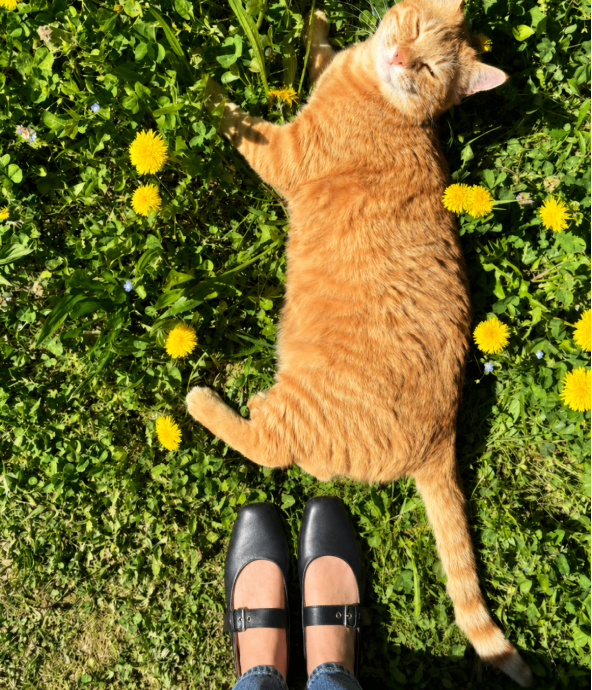 Instagram FitFlop X Pet Image