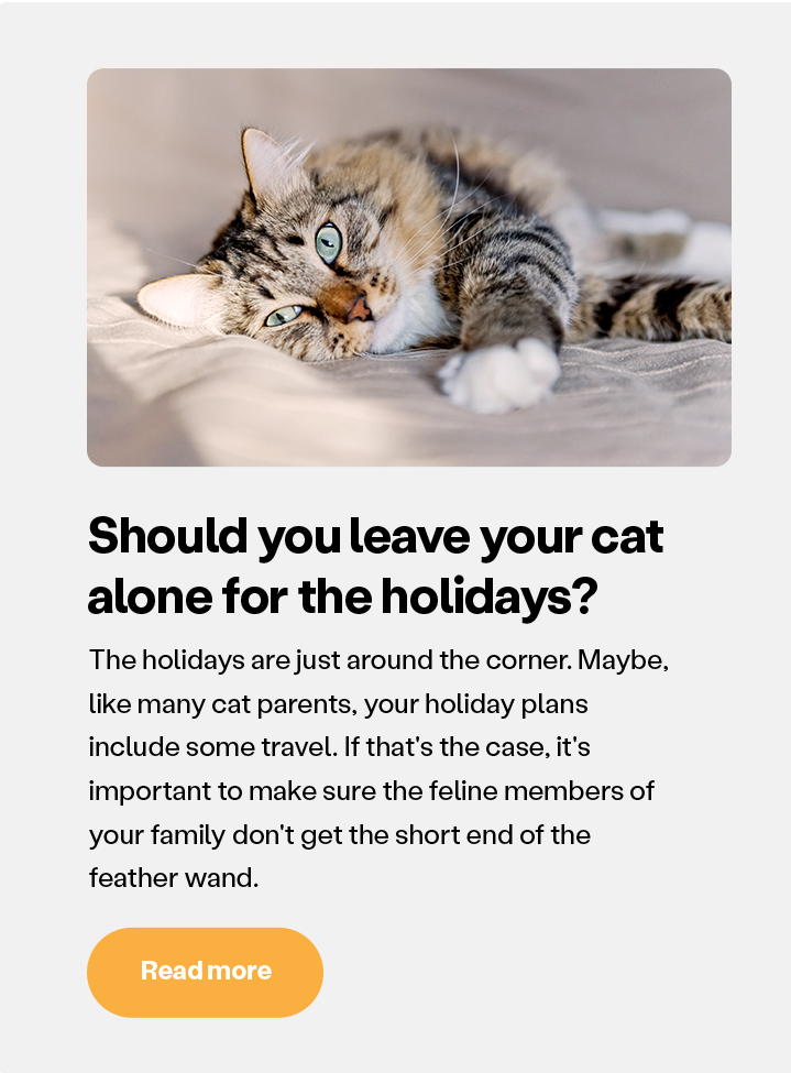 Should you leave your cat alone for the holidays?