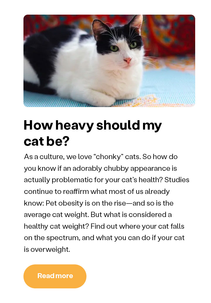 How heavy should my cat be?