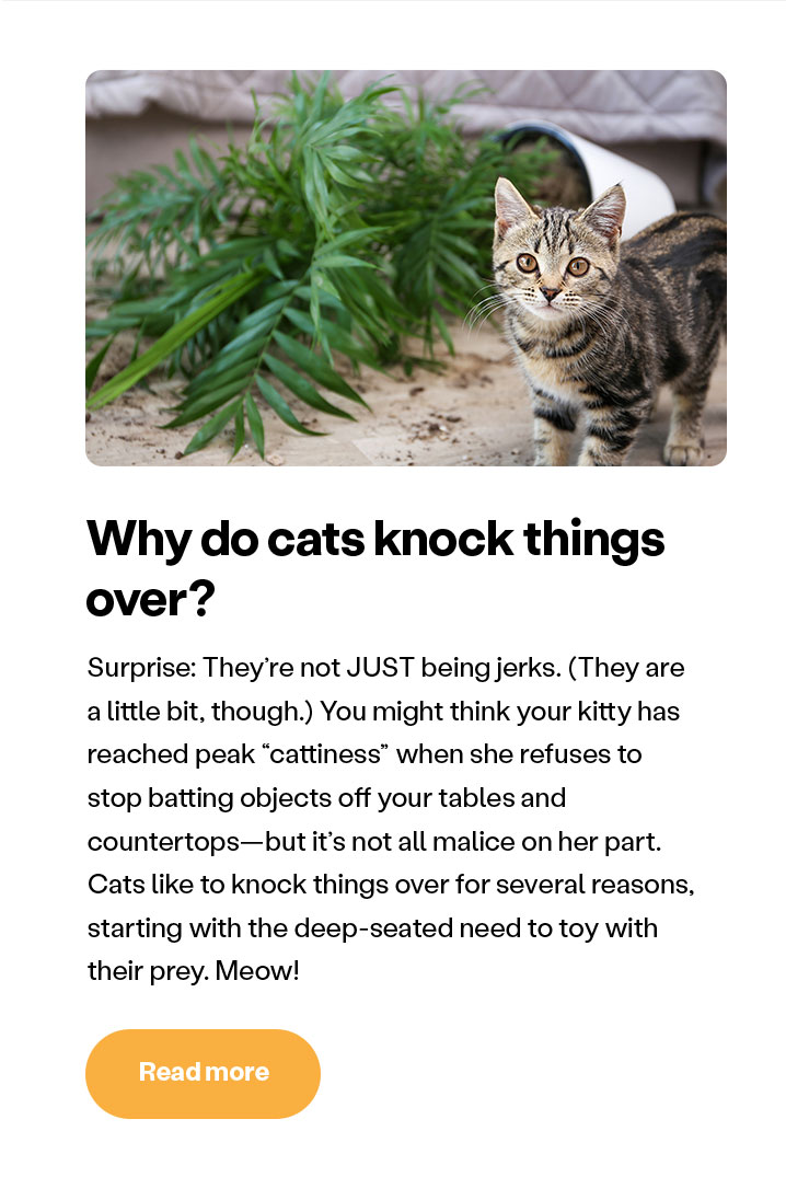 Why do cats knock things over?