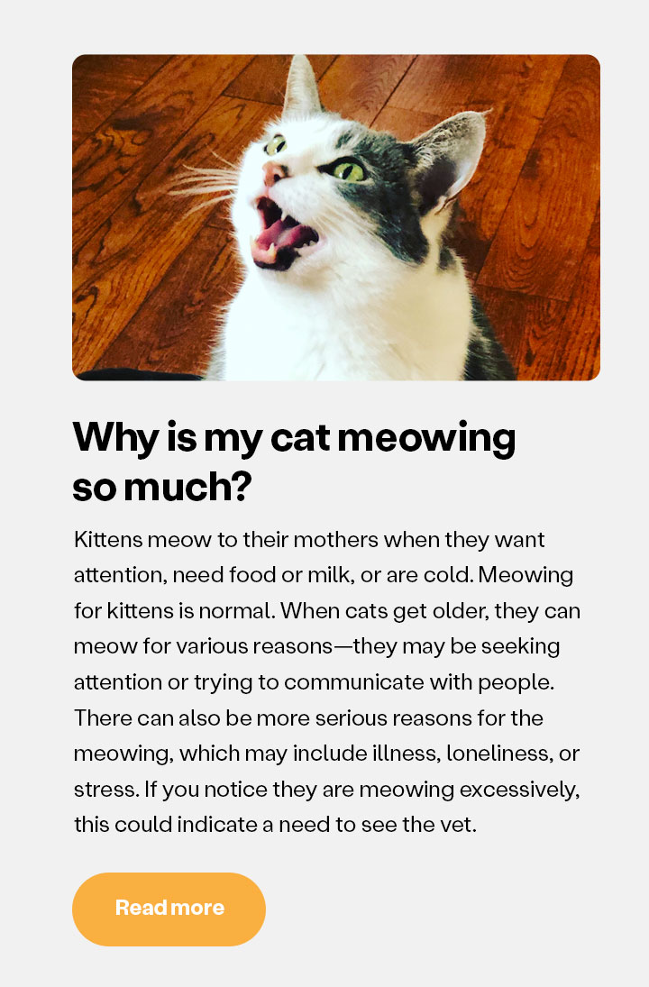 Why is my cat meowing so much?