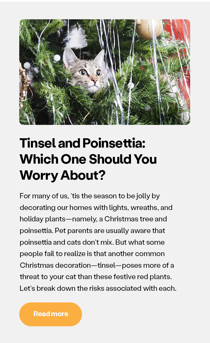 Tinsel, Poinsettia, and Cats: Which One Should You Worry About?